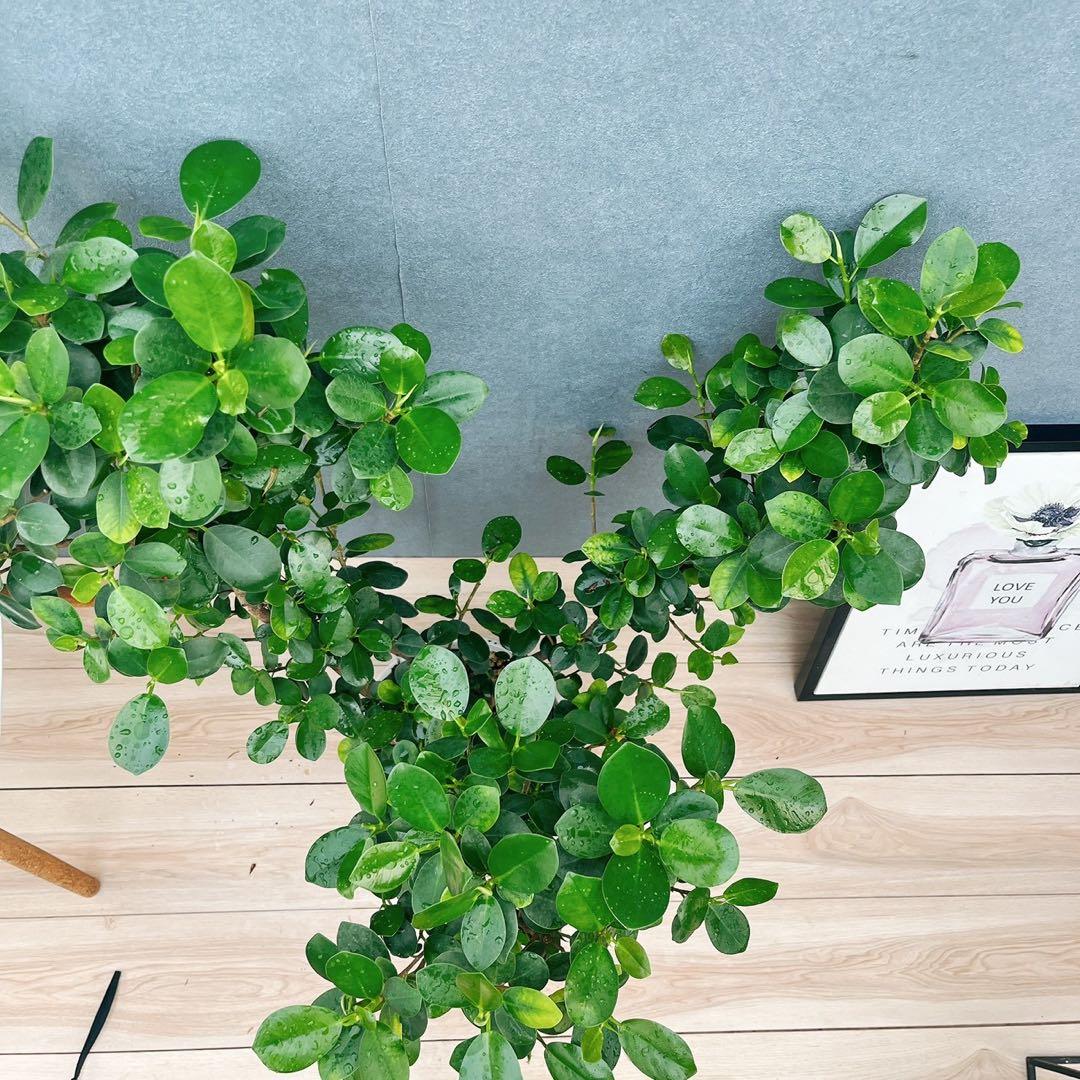 ［現品］【希少】※売約済※ A2 パンダガジュマル　8号　観葉植物　室内　レア