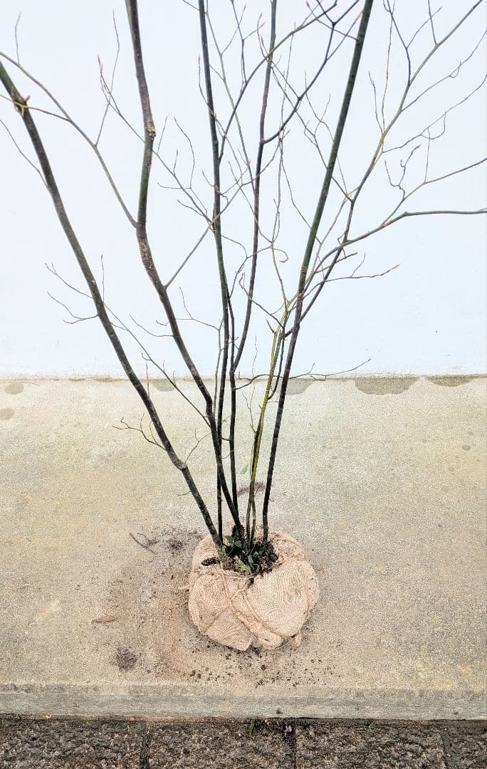 優良株。山採りクロモジ。