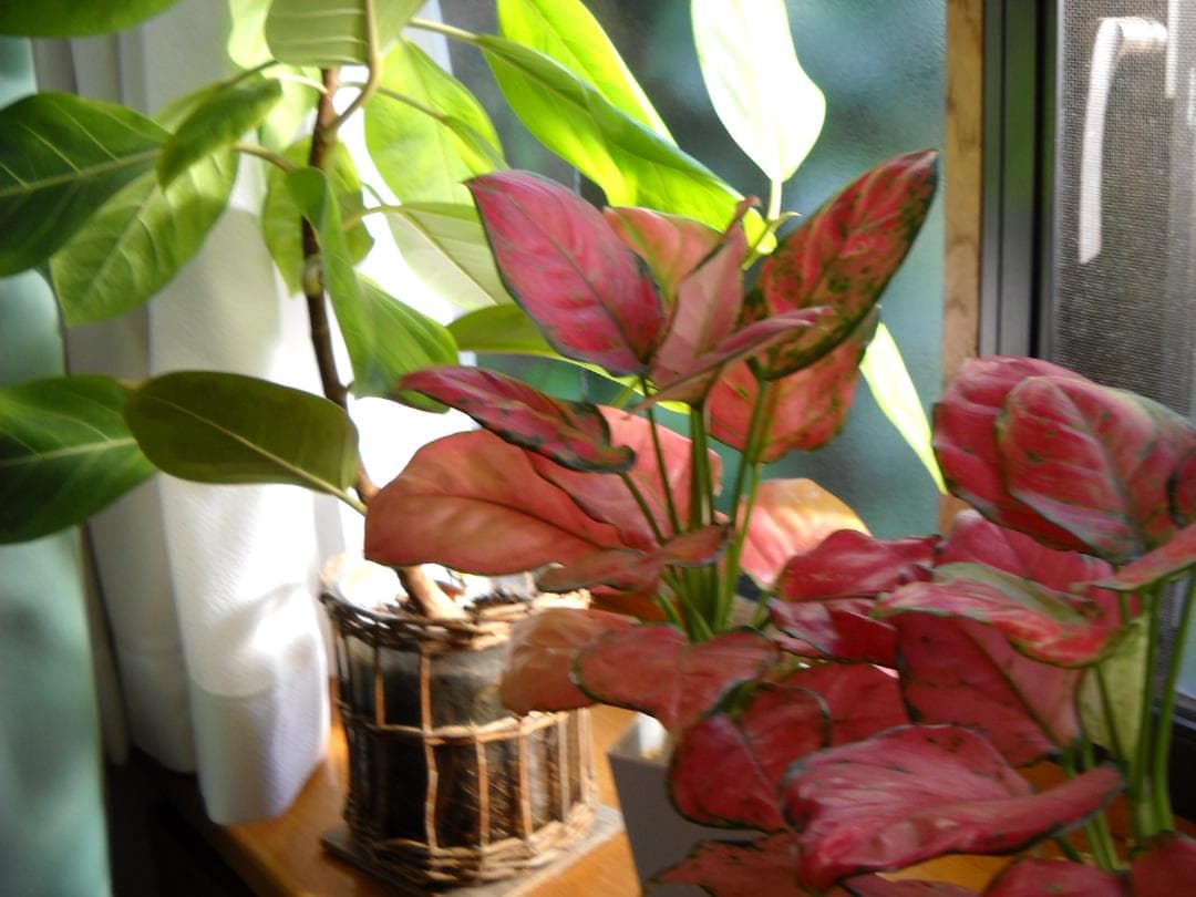 Nikon COOLPIX L19 シルバー　美品コンデジ旧型