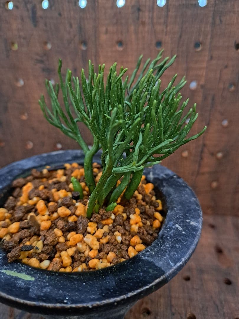 松葉蘭　青龍角　シダ植物　観葉植物　植物　インテリア　ガーデニング　園芸　古典