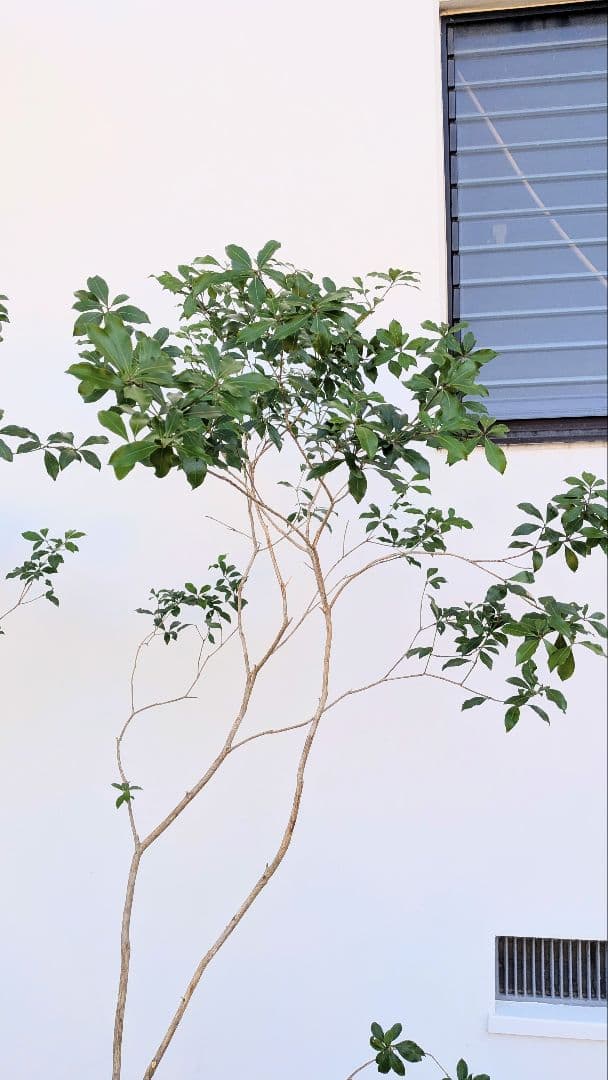 新春特価。山採りアセビ株