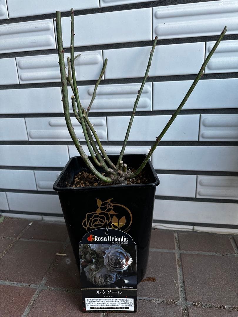 ルクソール　バラ苗　６号鉢　強健　くすみカラー