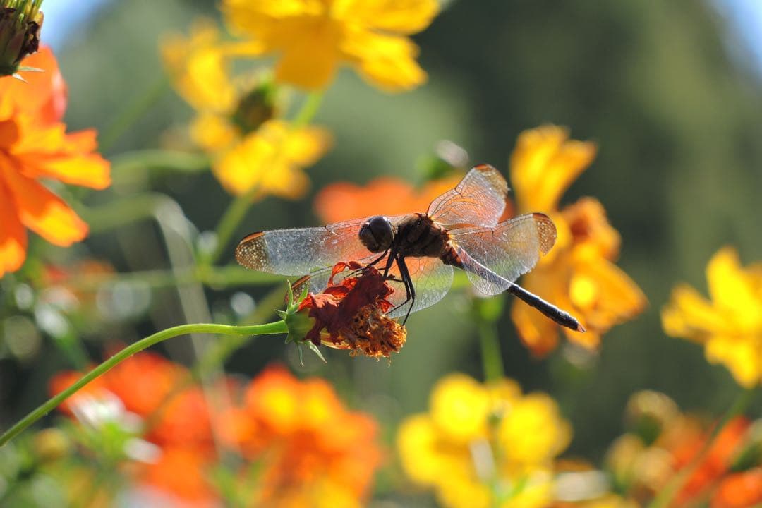Nikon デジタルカメラ P7700 オールド デジカメ 高級 レトロ