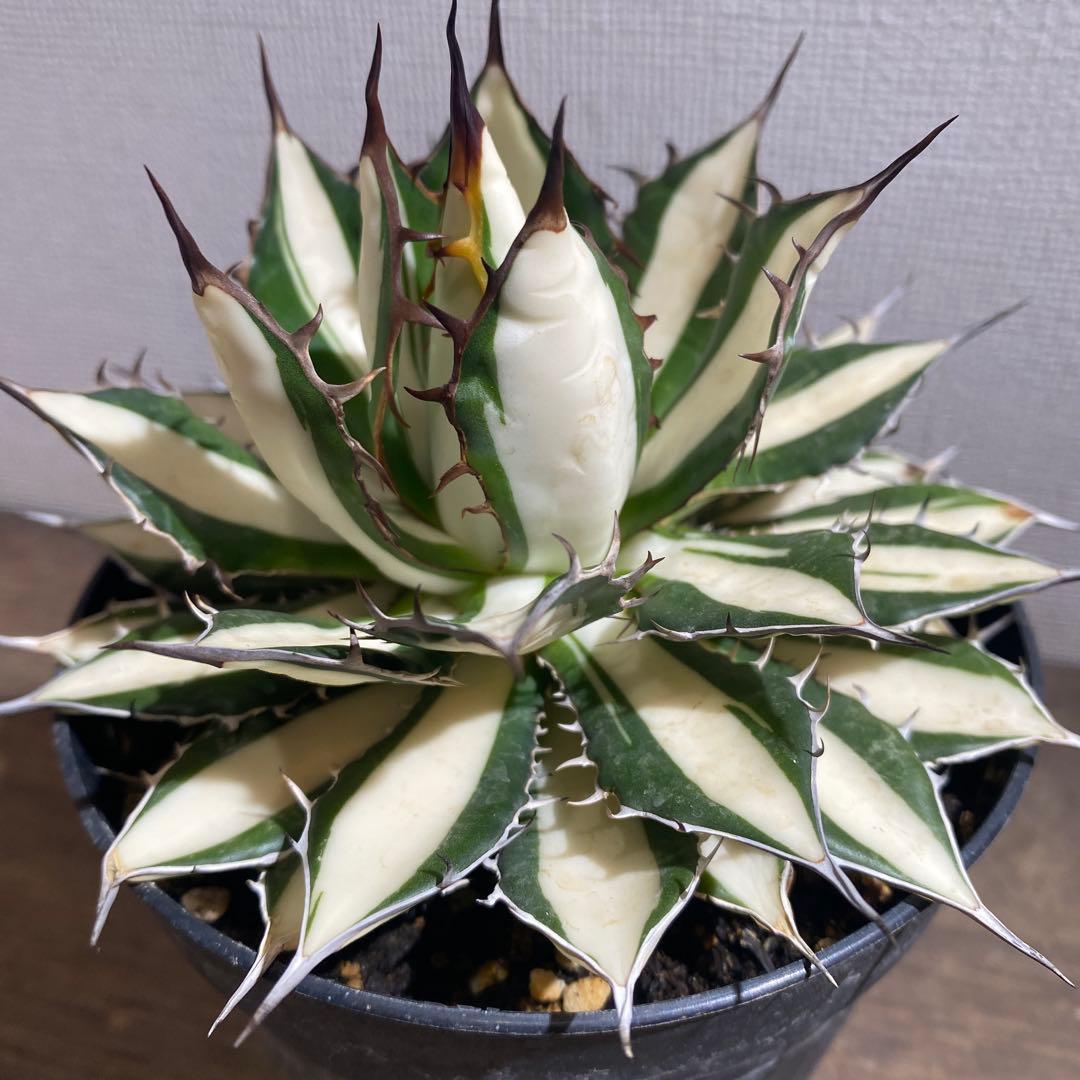 アガベ　ホリダ白中斑入　極上4