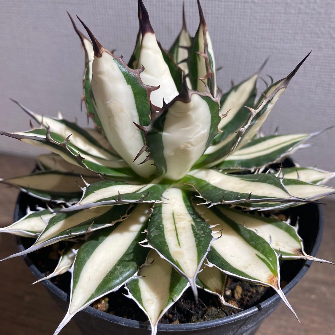 アガベ　ホリダ白中斑入　極上4