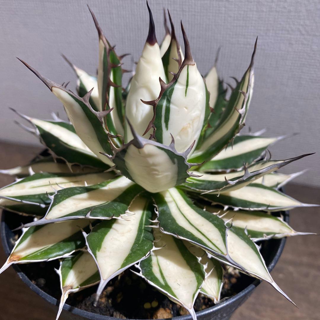 アガベ　ホリダ白中斑入　極上4