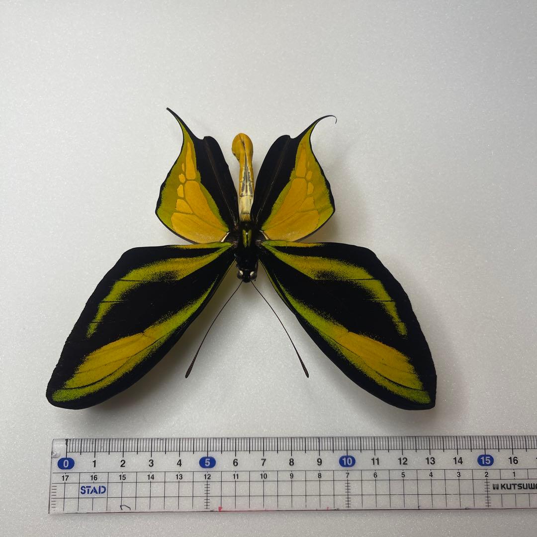 ゴクラクトリバネアゲハ♂標本