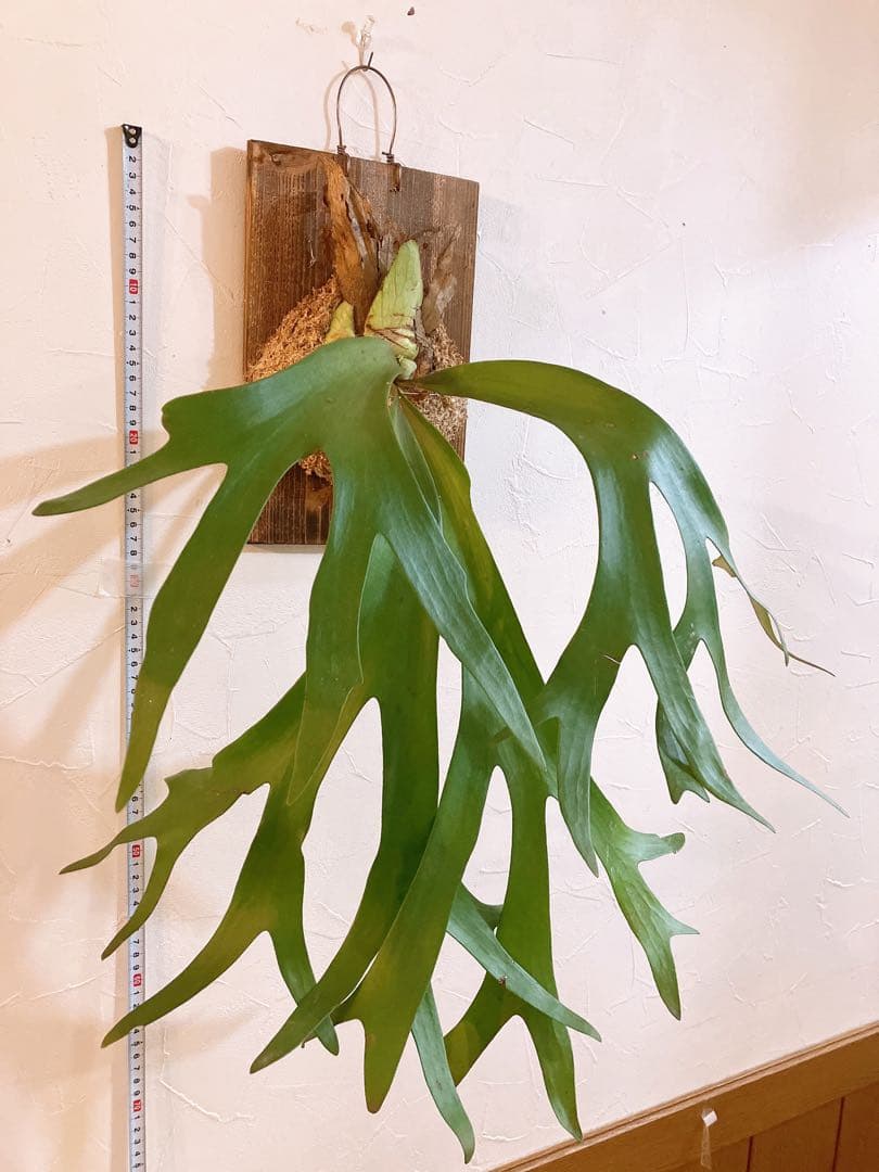 外ハネ　大株ビカクシダ　ウィリンキーwild\"east java\"コウモリラン