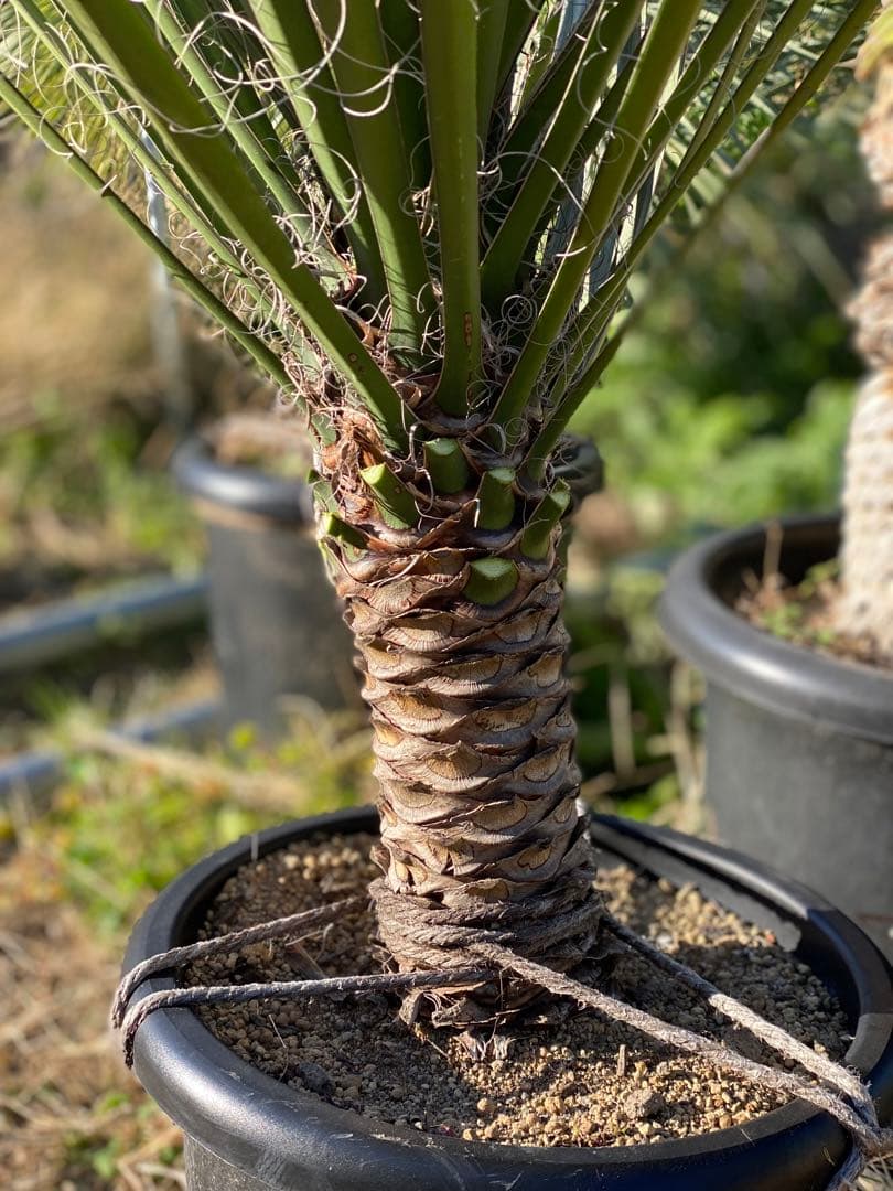 ⭐︎初売り⭐︎ユッカ フィリフェラ