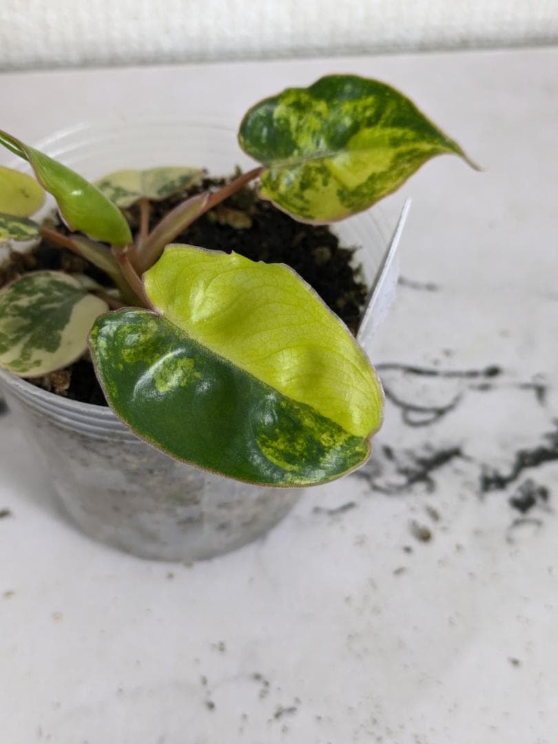 フィロデンドロン　ビレッティア　斑入り