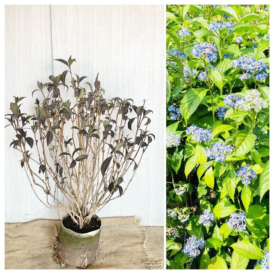 Hanakoさん専用　常緑紫陽花　碧の瞳　/ 76 2本同時購入価格