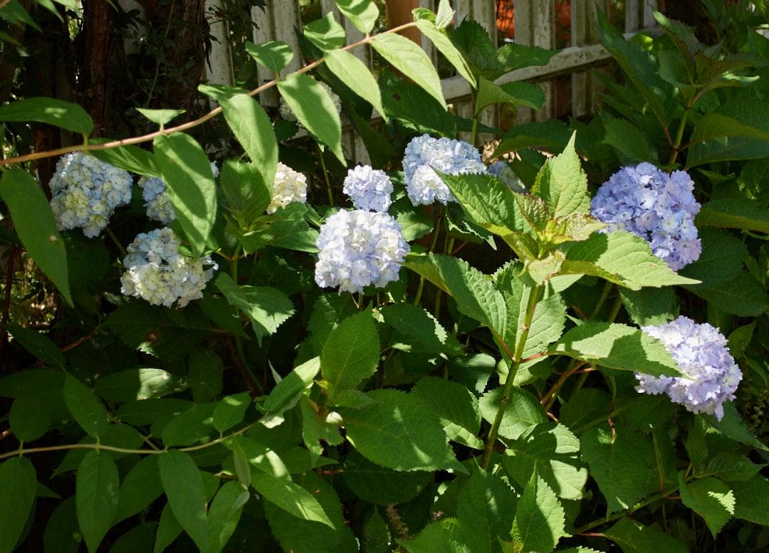 レンズ(ズーム) Nikon AF-S DX 18-55 f3.5-5.6G VR #L95