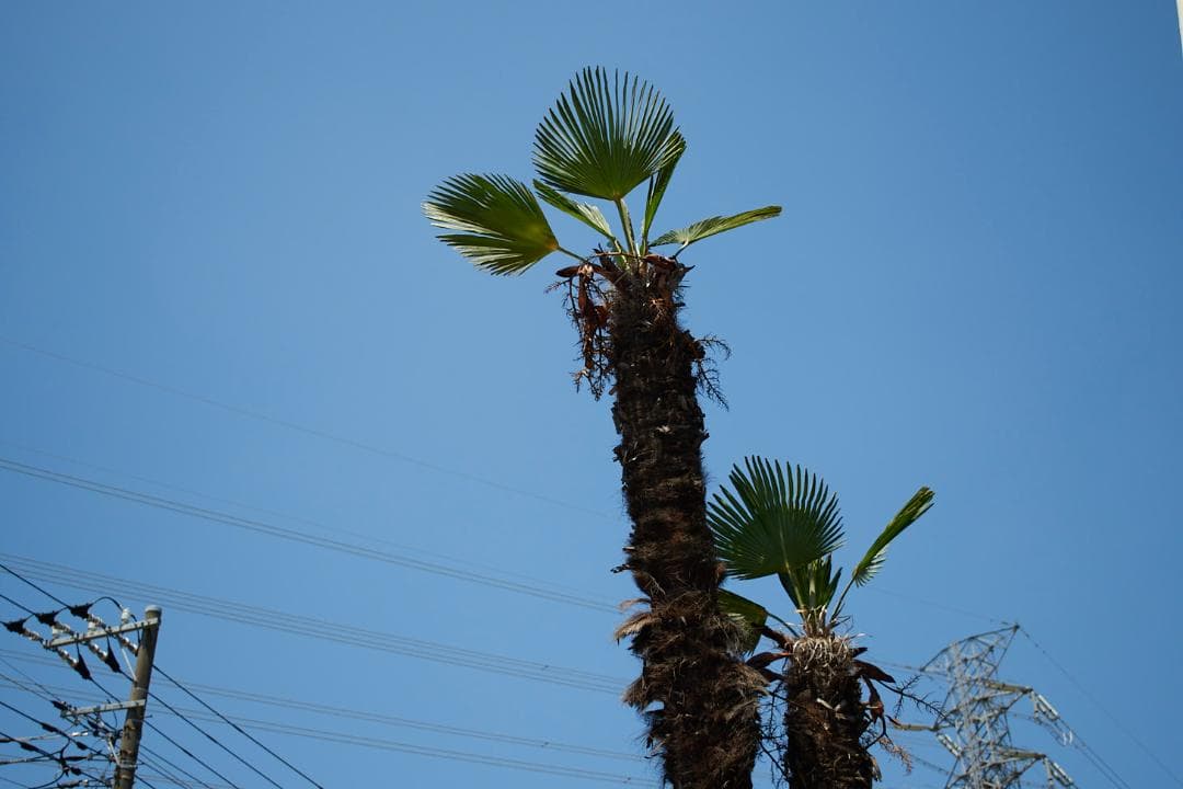 レンズ(ズーム) Nikon AF-S DX 18-55 f3.5-5.6G VR #L95