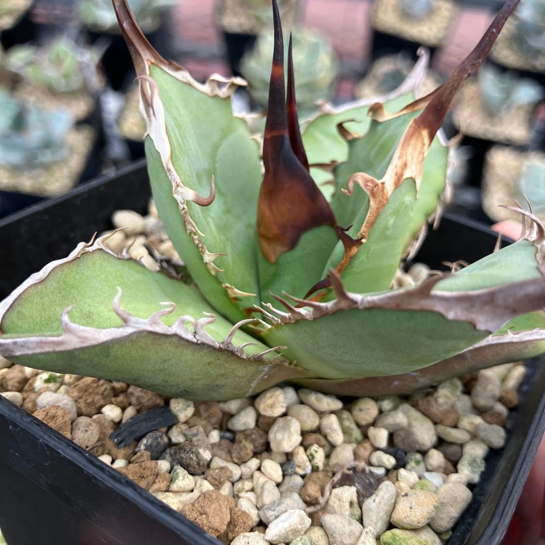 アガベオテロイ実生　オアハカ産　鉢ごと発送