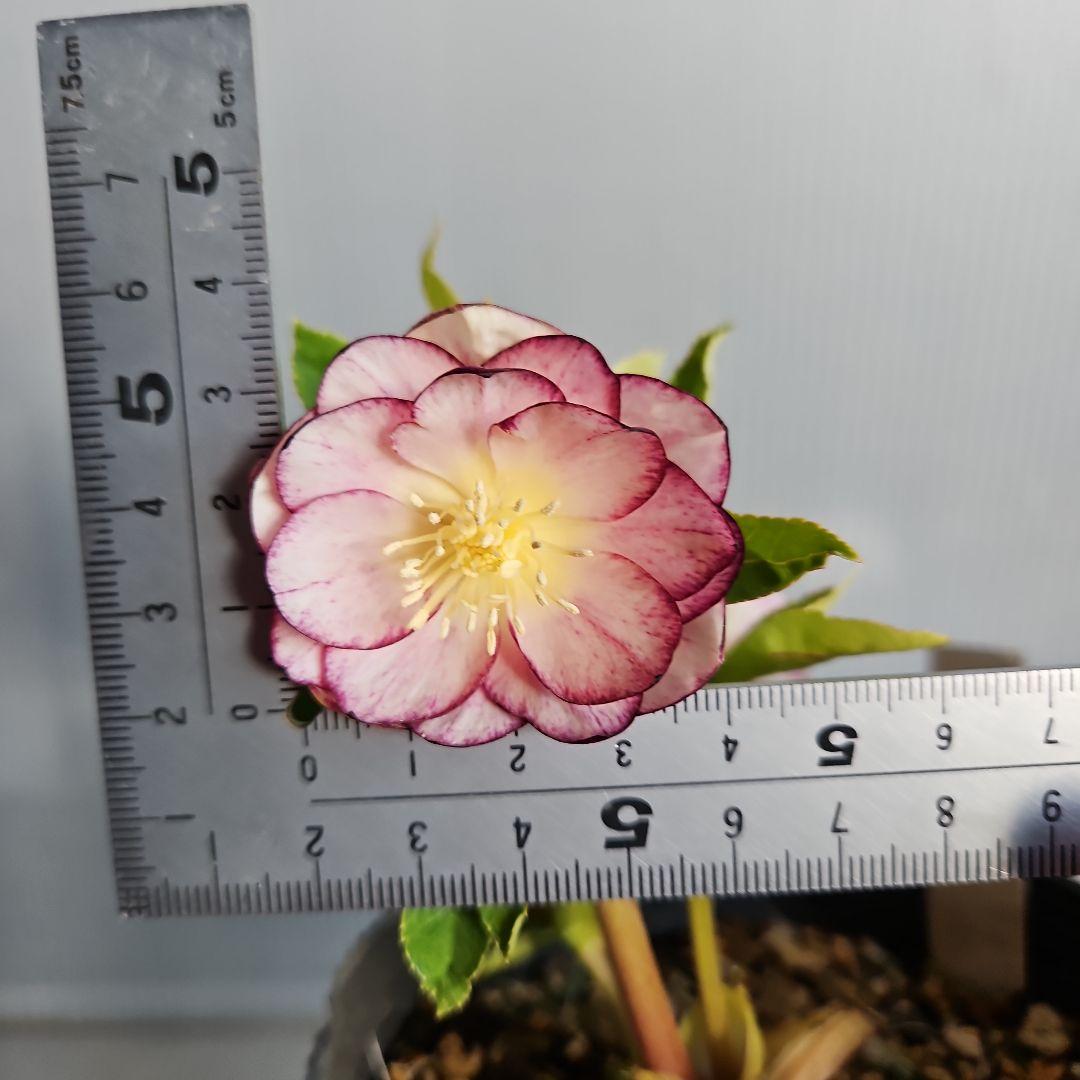 マナティ様ご購入苗㉖-259㉖-312クリスマスローズ