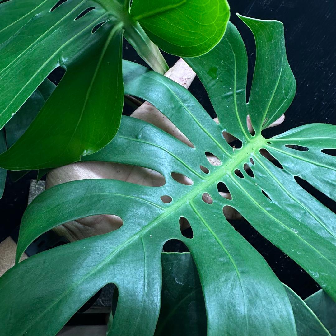 D*t様 モンステラデリシオーサマクロコズム超希少系統鉢植え68㎝