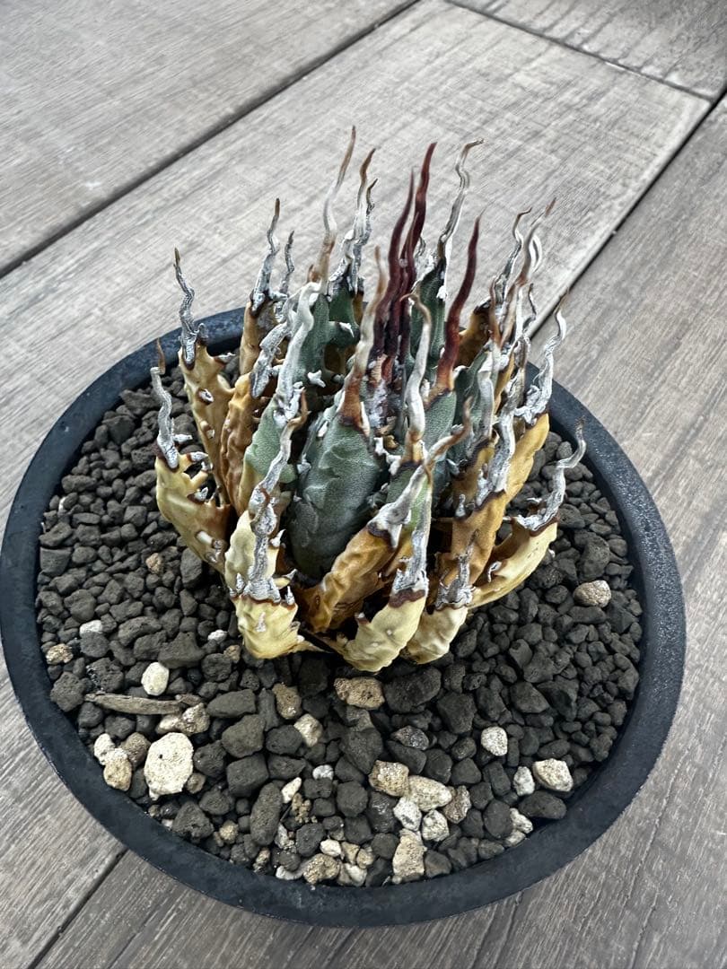 アガベ　ユタエンシス　エボリスピナ　陽炎 バリエム鉢付き