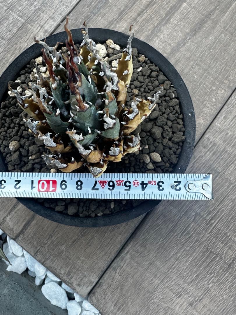 アガベ　ユタエンシス　エボリスピナ　陽炎 バリエム鉢付き