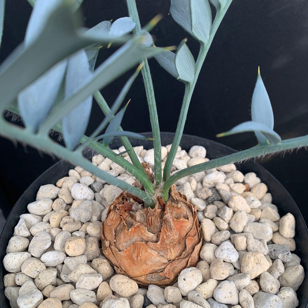 【南ア産・発根済】エンセファラルトス・ホリダス 約6cm｜No3-31