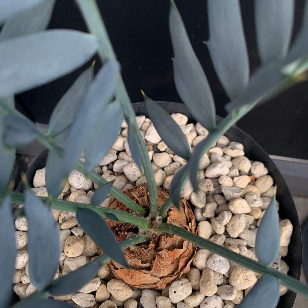 【南ア産・発根済】エンセファラルトス・ホリダス 約6cm｜No3-31