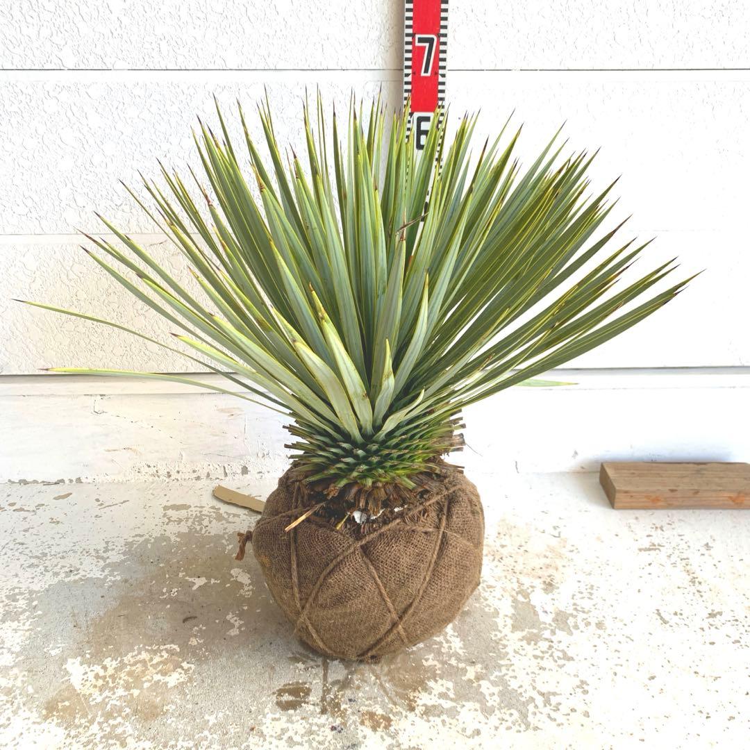 ユッカ　ロストラータ　【耐寒性/ドライガーデン/ロックガーデン 】19