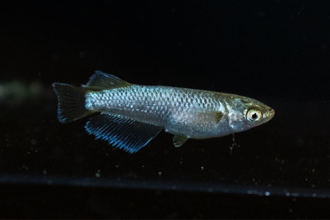 EOS 8000D ＋ EF-S 18-55mm F4-5.6 IS STM