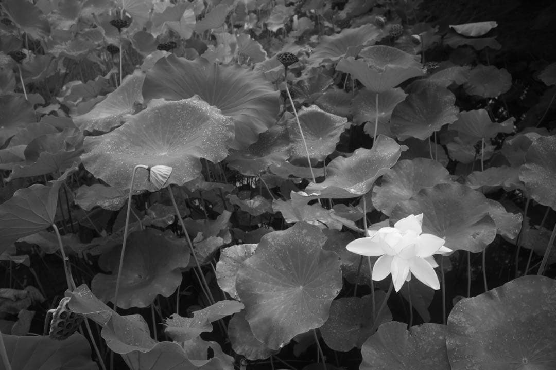 【本日限定価格！】 Minolta M-Rokkor 28mm f2.8