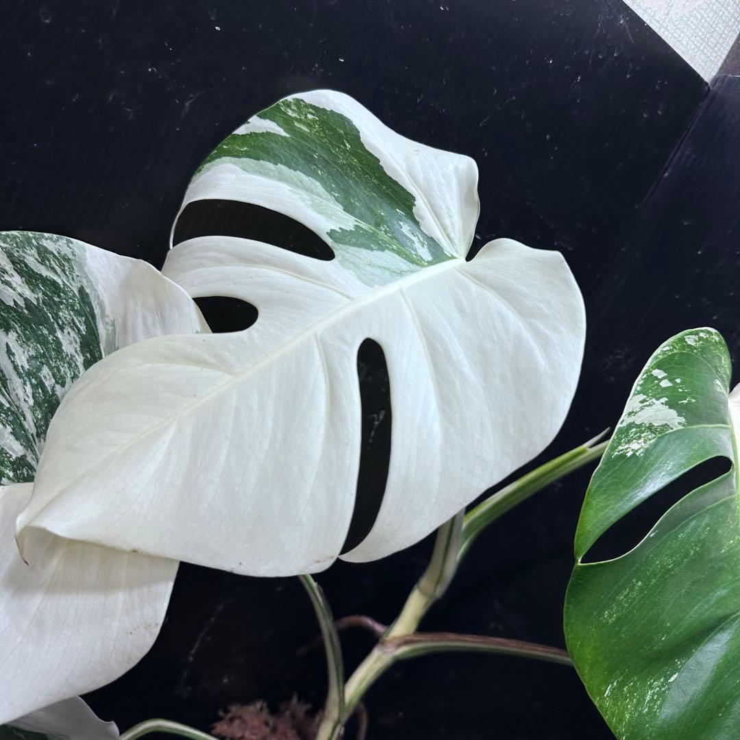 ば*ん様 斑入りモンステラ ホワイトタイガー極美大株51cm白斑多