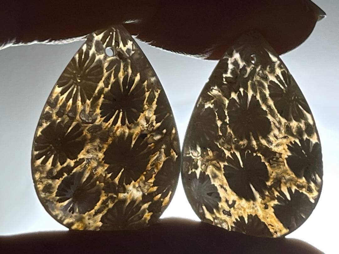 なまけもの　14kgf 透け感綺麗なフォッシルコーラル ピアス