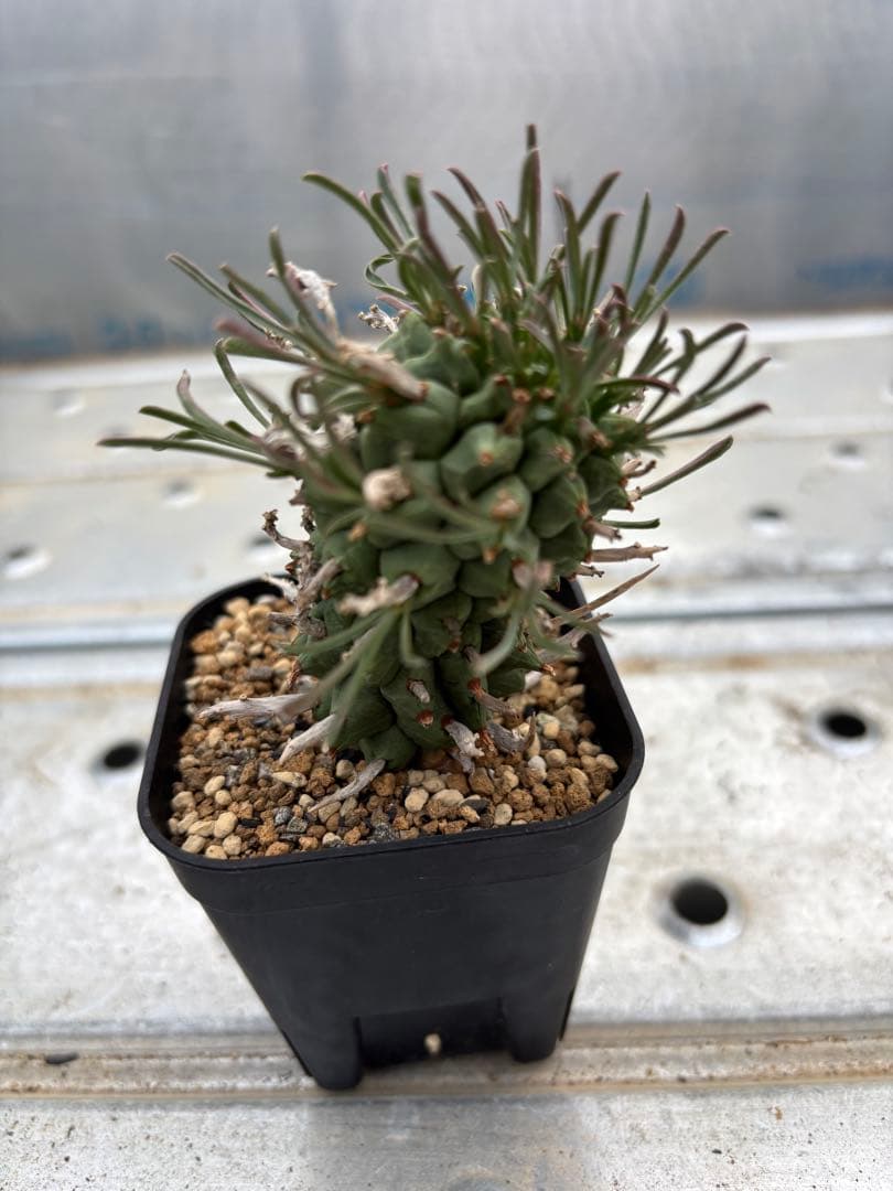 ユーフォルビア　闘牛角　スコエンランディ