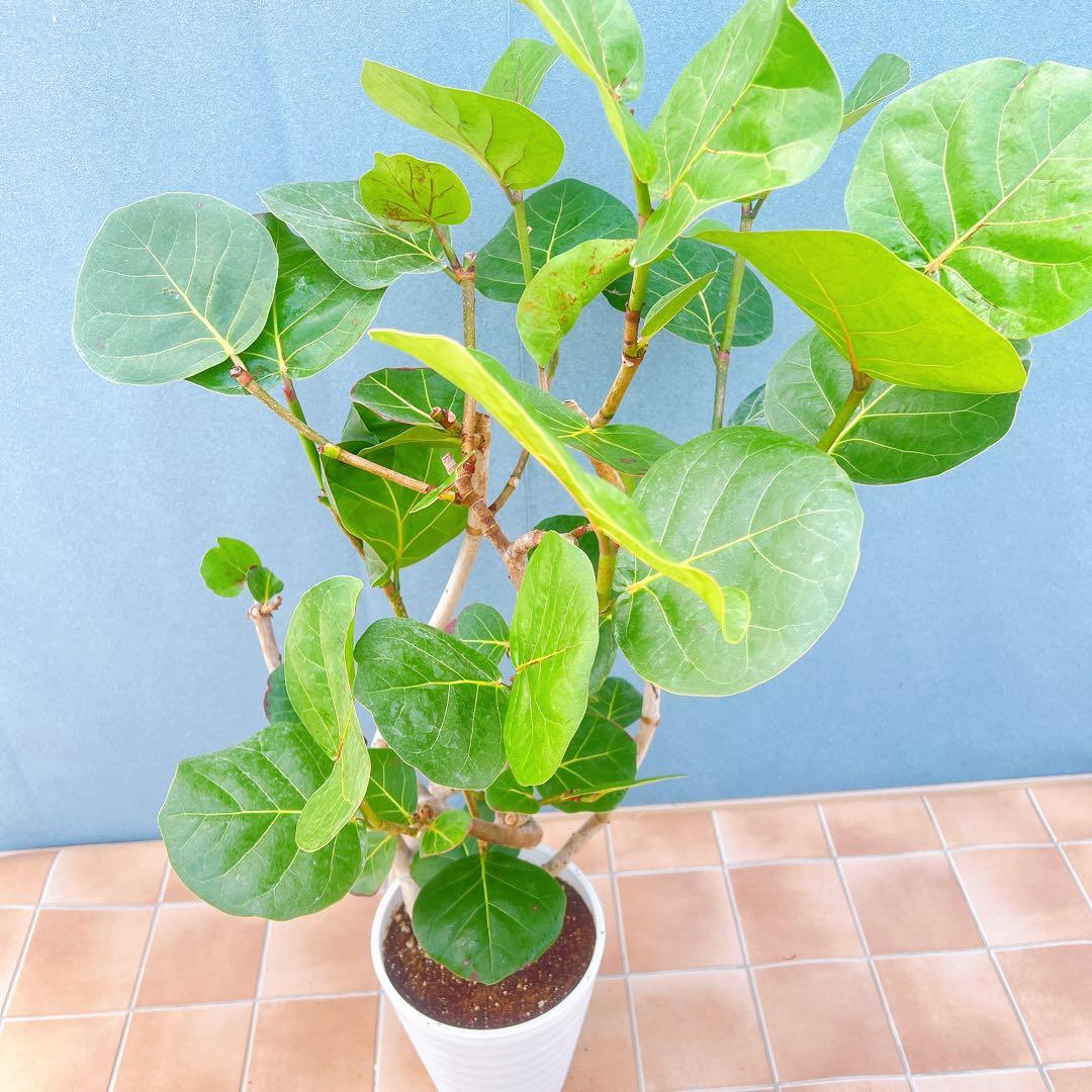 現品　海葡萄　シーグレープ　曲がり　1番　観葉植物　希少　インテリアグリーン