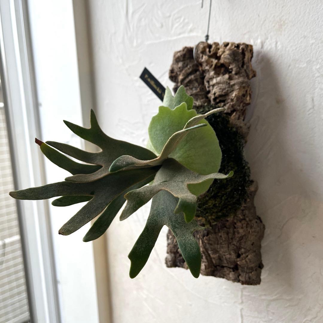 ポ*ン様 ビカクシダ　ウィリンキー　OMG コルク付け