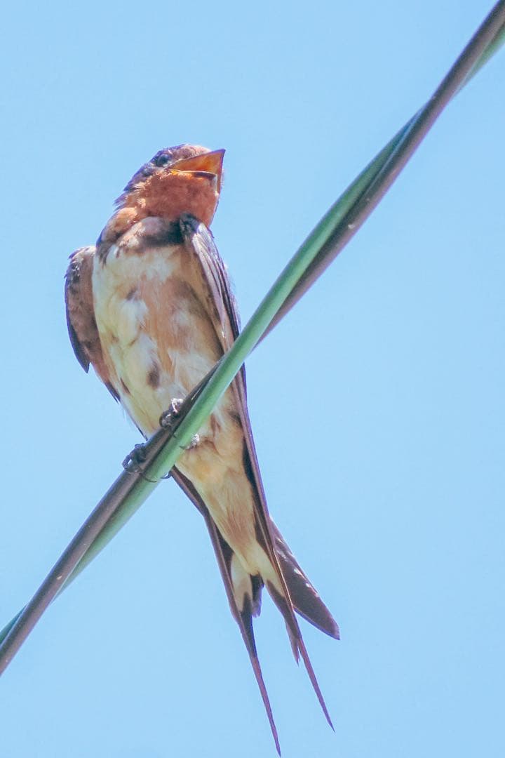Canon PowerShot SX740 HS コンパクトデジタルカメラ