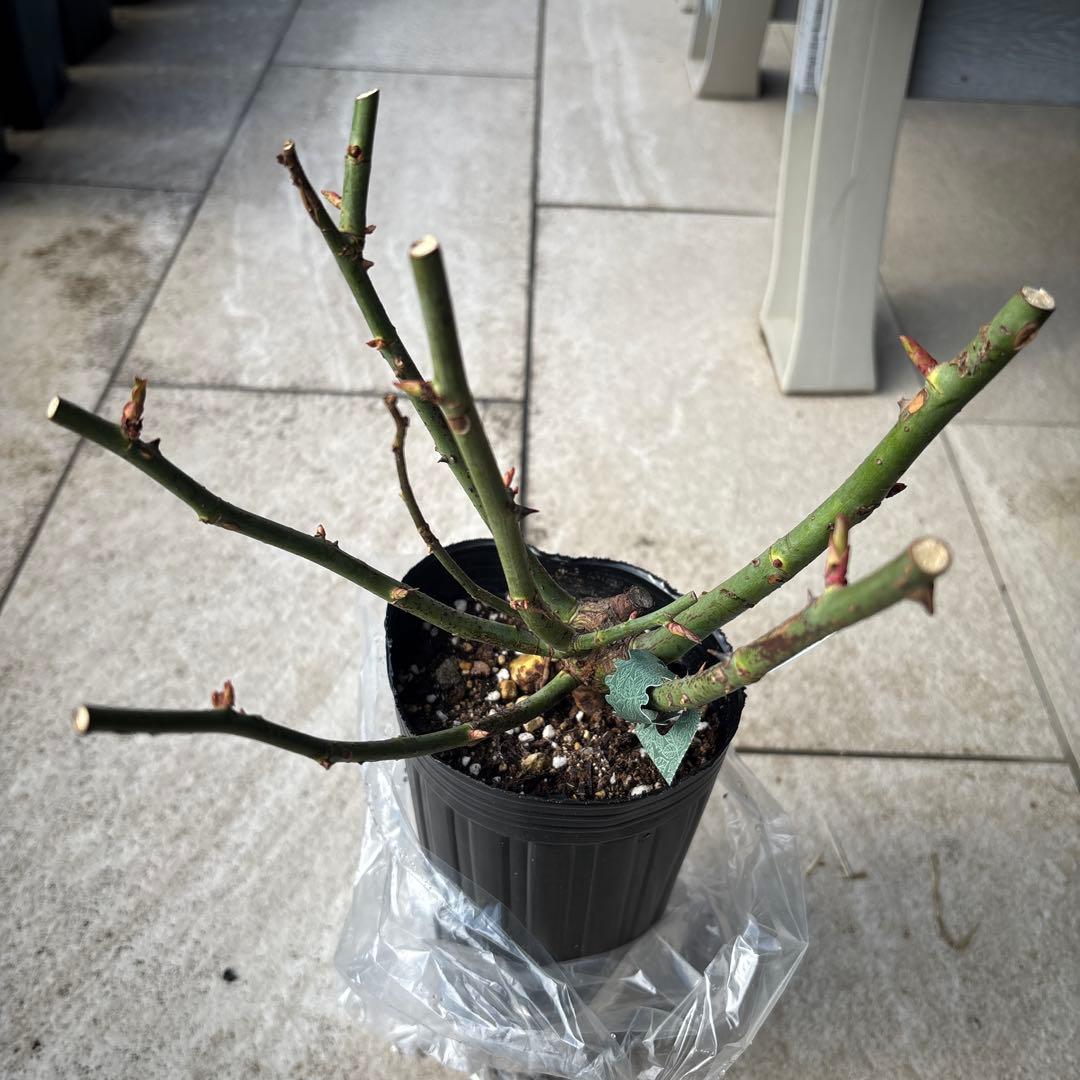 イングリッシュローズ クイーンオブスウェーデン & レディオブシャーロット 大苗