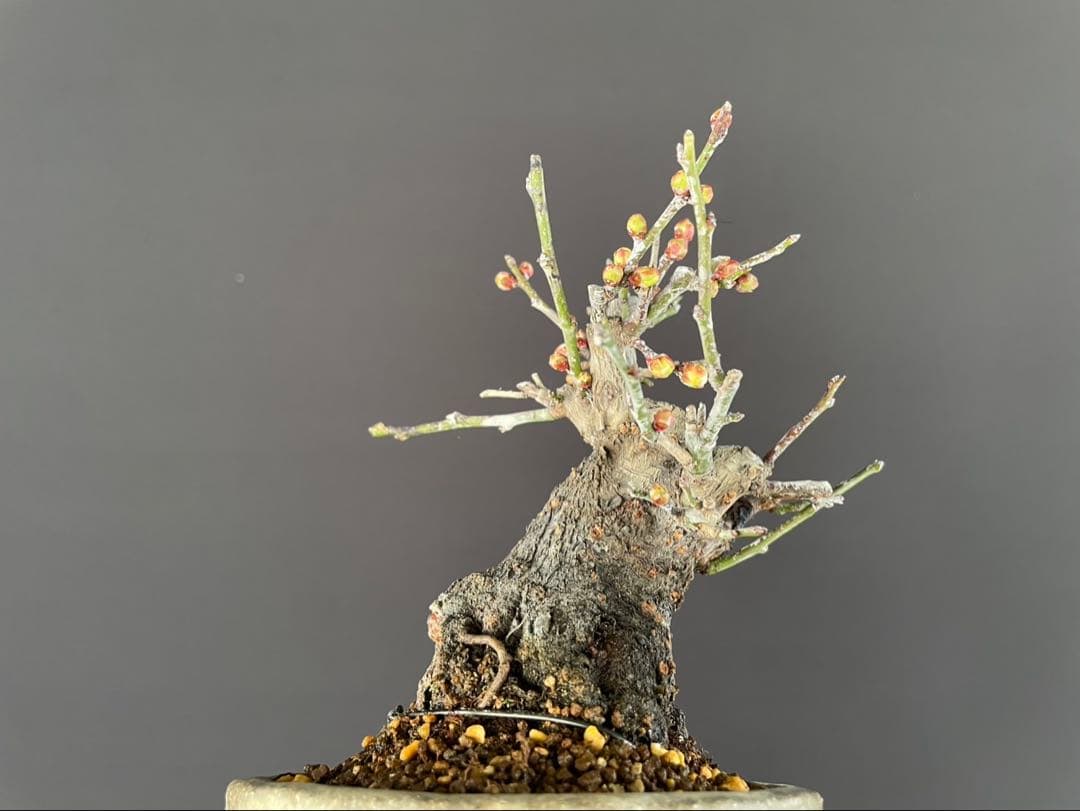 白木盆栽園　野梅　小品盆栽　樹高12センチ　楓カエデ紅葉モミジ欅ケヤキミニ盆栽