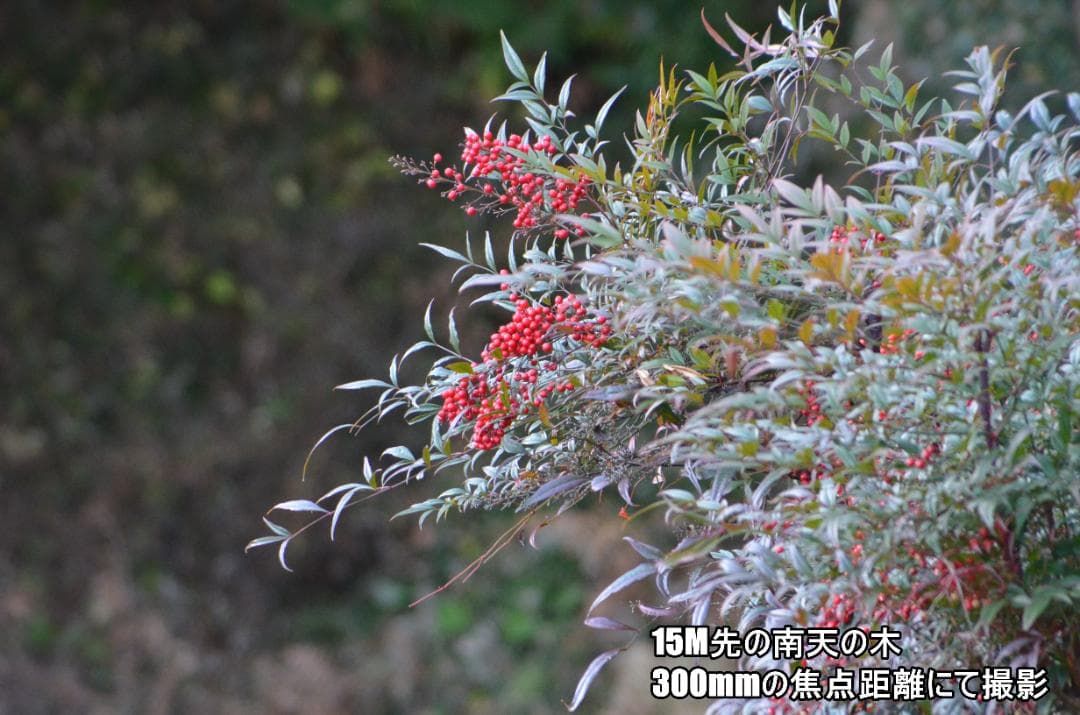 Nikon D7000　初心者～中級者　高倍率レンズセット、センサー清掃済み✨