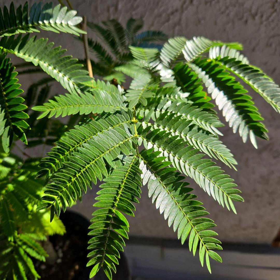 ④　エバーフレッシュ　8号特大苗木最高等級極上品‼️　極太