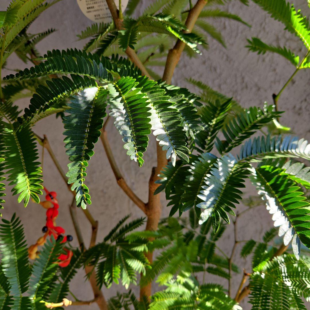 ④　エバーフレッシュ　8号特大苗木最高等級極上品‼️　極太