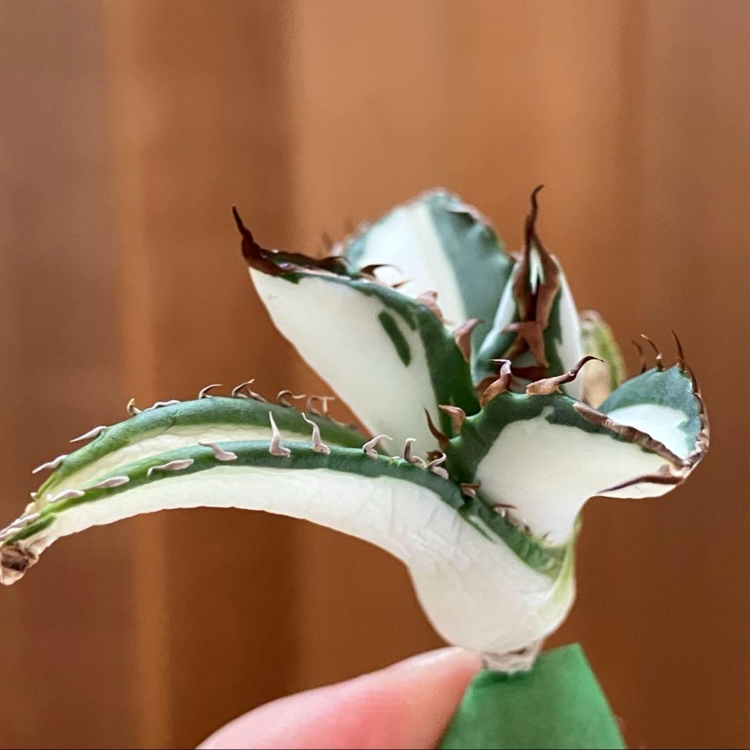 【初売りセット③】87 アガベ 太陽神錦　　ピンキー　TC2株　匿名配送