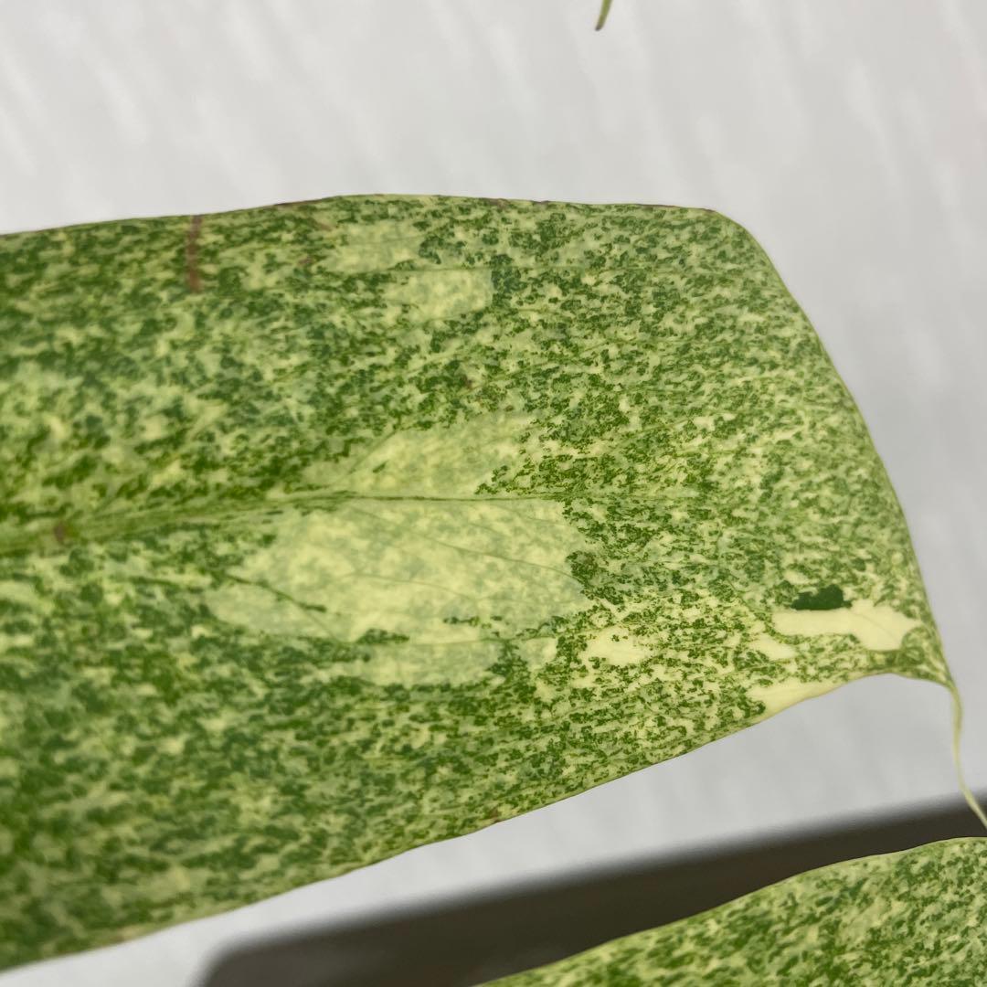 モンステラ　デリシオーサ　スターライト　トップカット