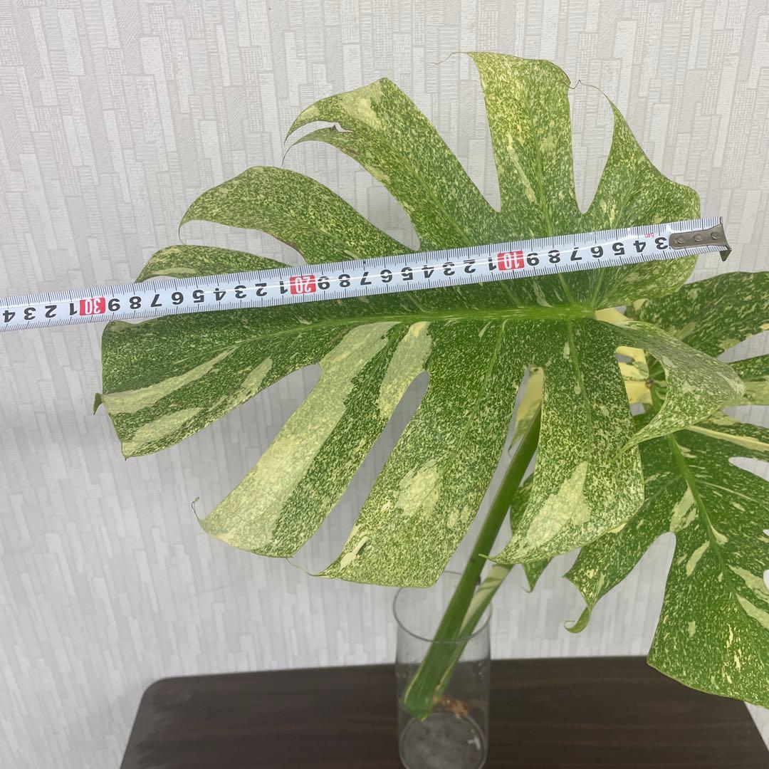 モンステラ　デリシオーサ　スターライト　トップカット