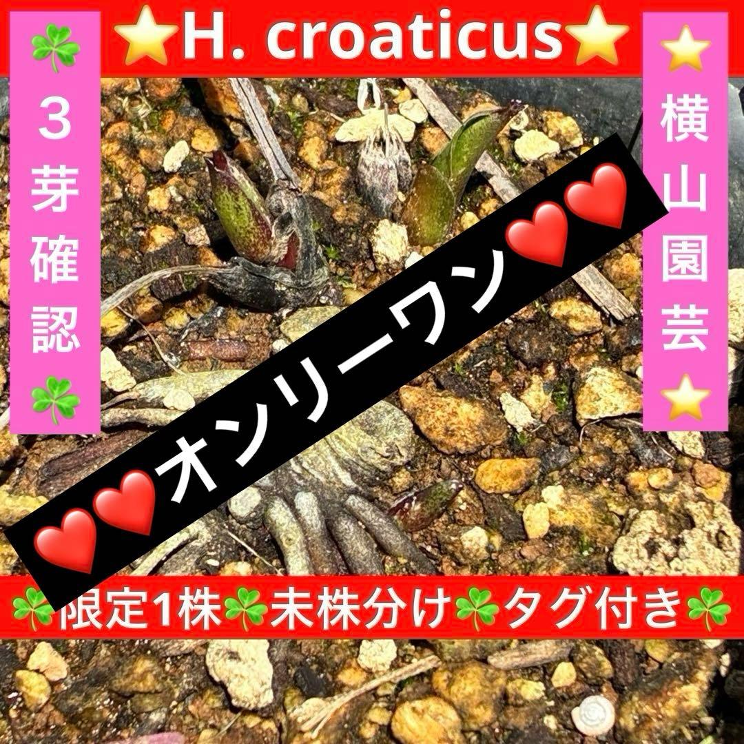 ヒ*イ様 ☘️限定1株☘️未株分け☘️タグ付き☘️3350⭐️H. croati