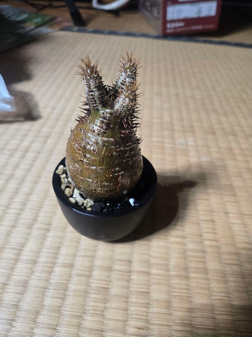 ばこみ パキポディウム グラキリス 発根済 現地株 現地株 ミニ チビ