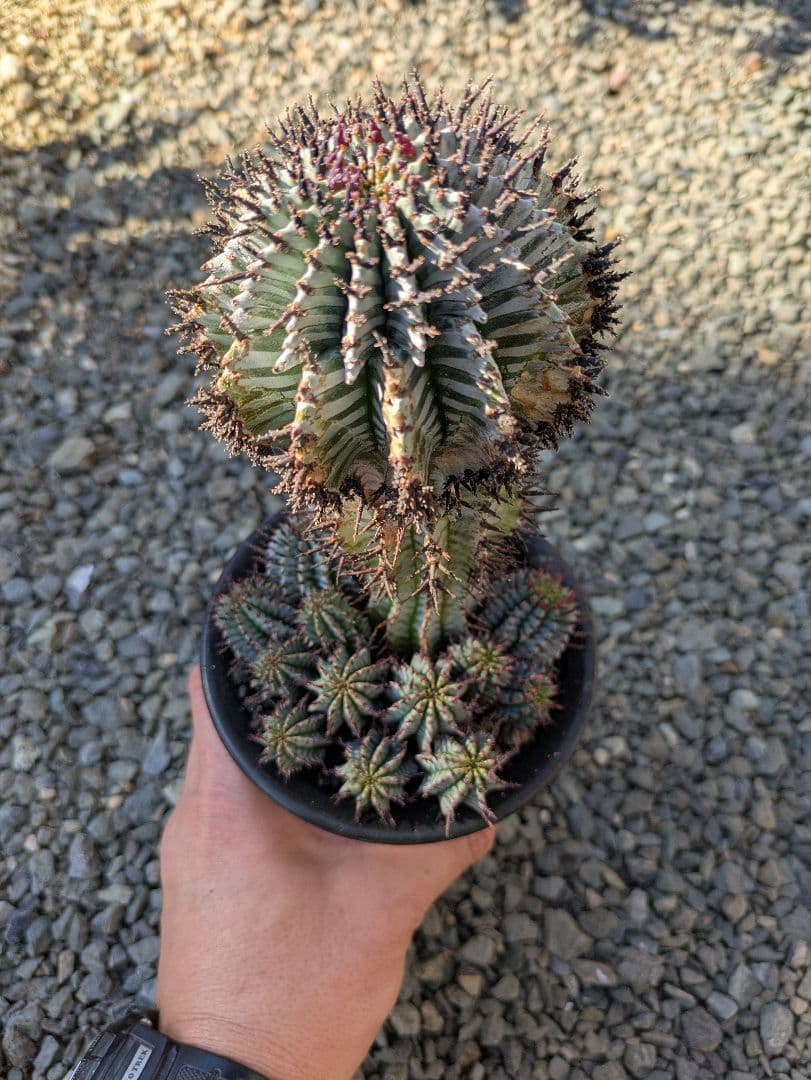 ケンさま専用【ユーフォルビア】 ホリダ宇田ゼブラ子株⑦⑨