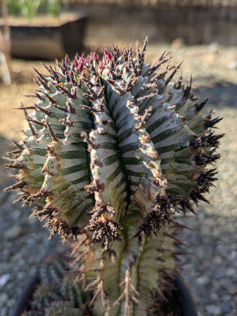 ケンさま専用【ユーフォルビア】 ホリダ宇田ゼブラ子株⑦⑨