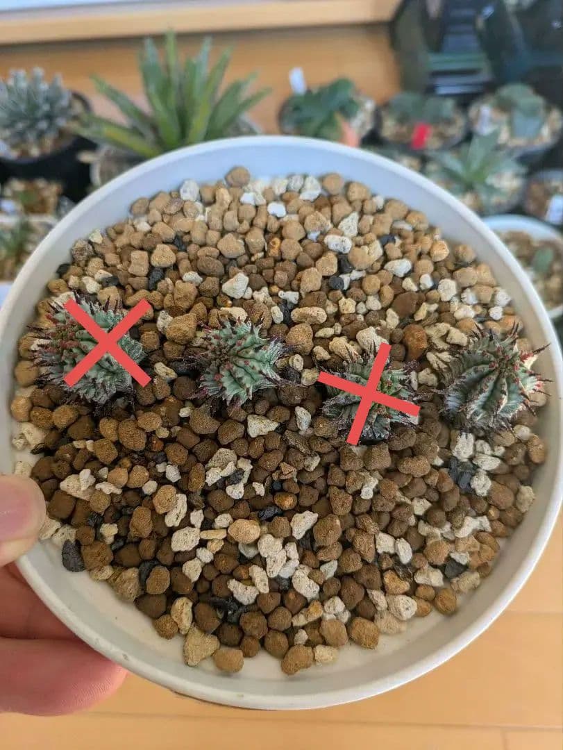 ケンさま専用【ユーフォルビア】 ホリダ宇田ゼブラ子株⑦⑨