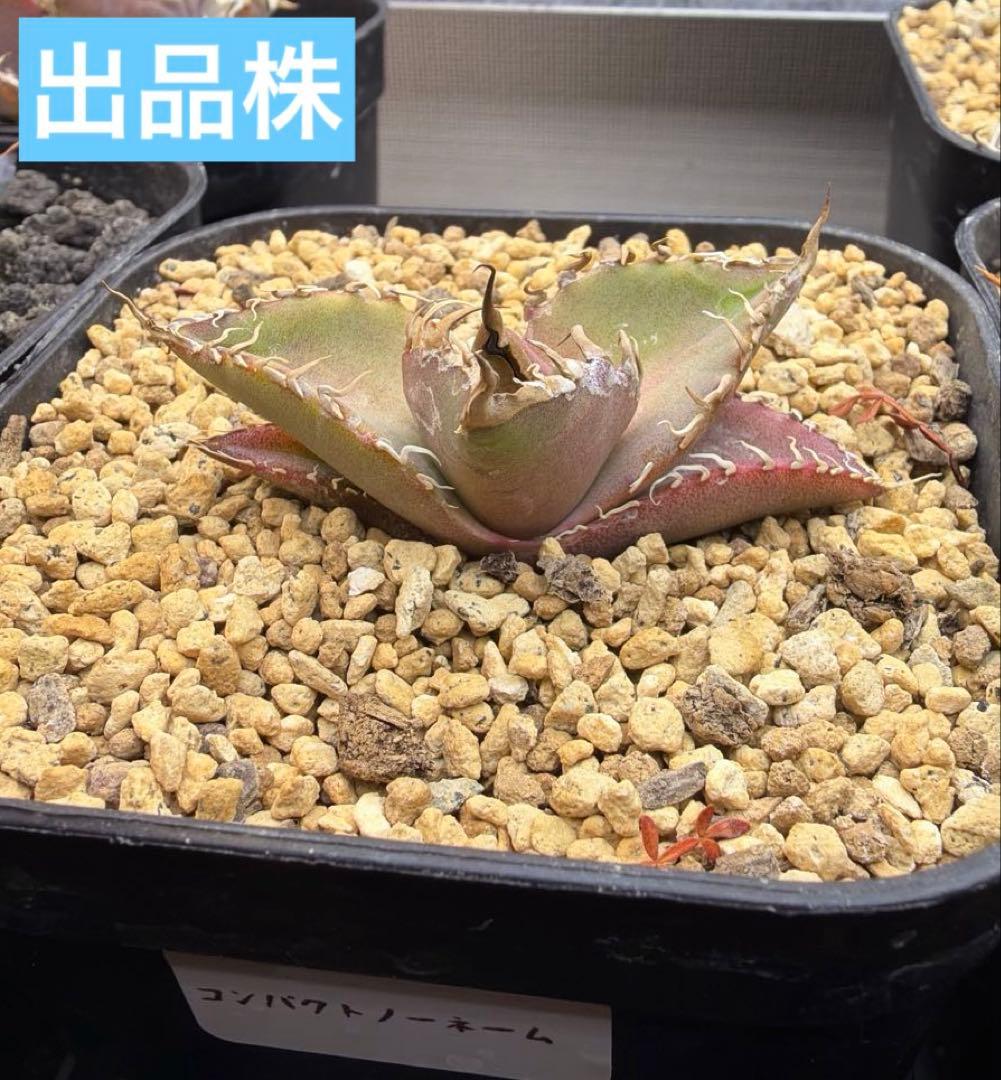 アガベ コンパクト　ノーネーム　子株