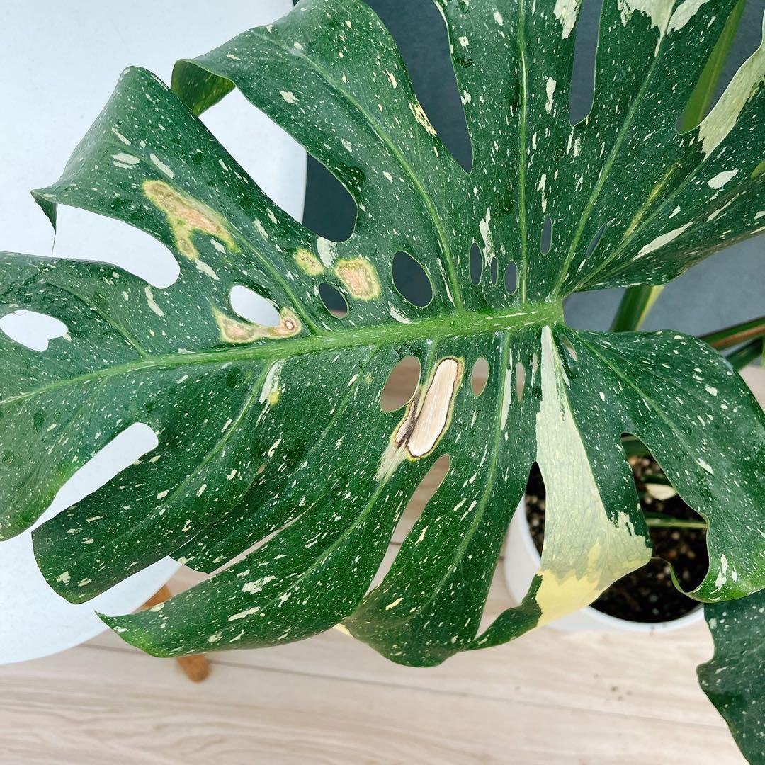 ［現品］【希少】H モンステラデリシオーサ　斑入り　レア　観葉植物　室内　大型