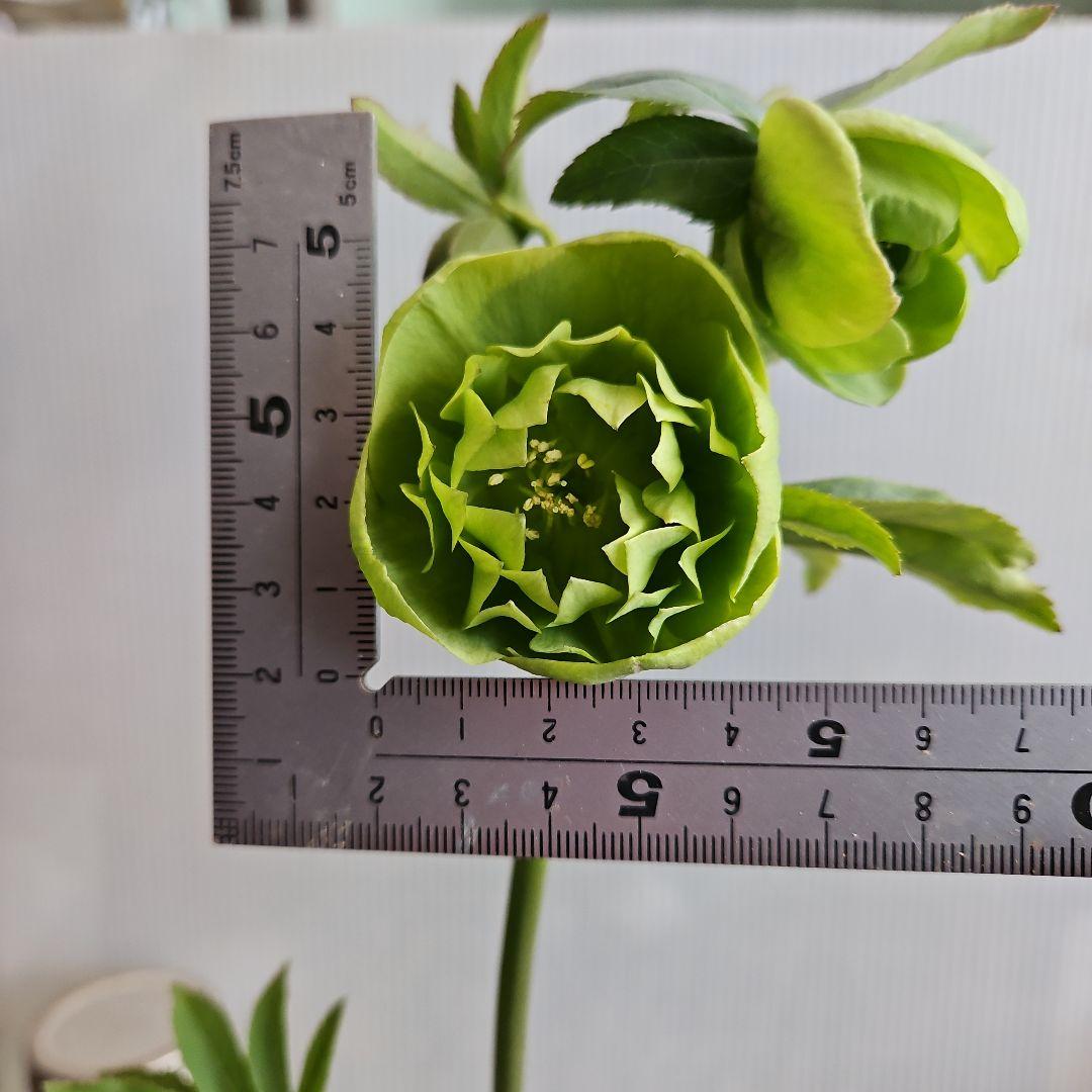 ㉖-502クリスマスローズ