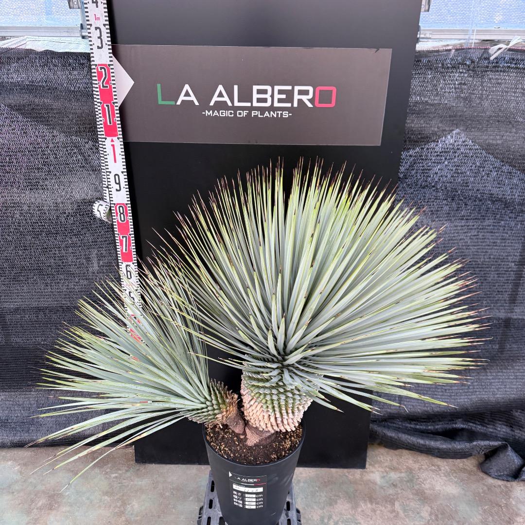 J*7様 【AL1108】ユッカ　ロストラータ　ダブルヘッド　極太　シルバーブル